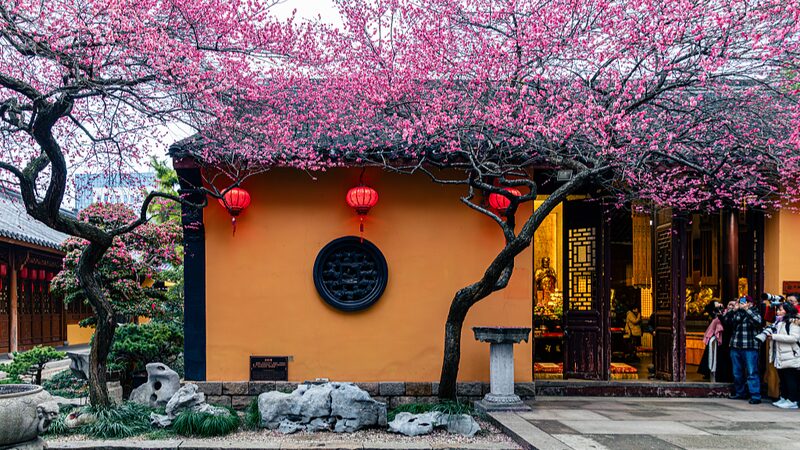 Ancient_Plum_Blossoms_Paint_a_Vibrant_Spring_in_Huzhous_Tiefosi_Temple - Khabar Asia Ancient Plum Blossoms Paint a Vibrant Spring in Huzhou's Tiefosi Temple