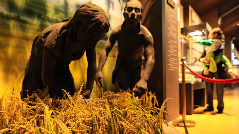 Ancient_Rice_Traces_Found_in_China_Rewrite_History_of_Domestication - Khabar Asia Ancient_Rice_Traces_Found_in_China_Rewrite_History_of_Domestication