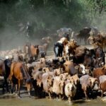 Ancient Summer Livestock Migration Begins in Altay, Xinjiang