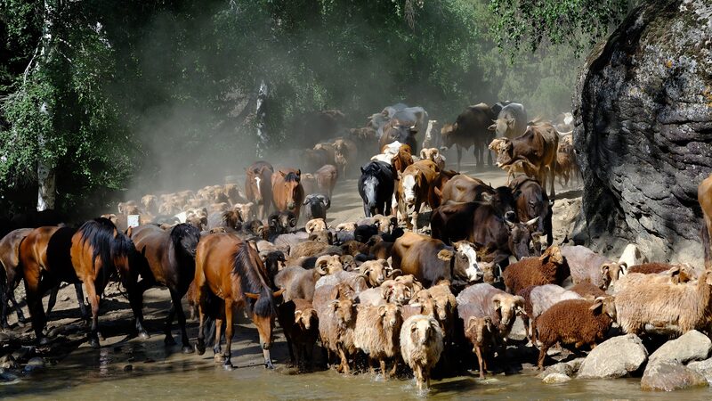 Ancient_Summer_Livestock_Migration_Begins_in_Altay_Xinjiang - Khabar Asia Ancient Summer Livestock Migration Begins in Altay, Xinjiang
