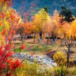 Anhui's Botanical Garden Transforms into a Winter Wonderland of Color