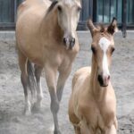 Animals Bask in Summer Bliss at Xinjiang's Ancient Ecological Park video poster
