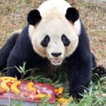 Animals at Nantong Safari Park Feast in Laba Festival Celebration