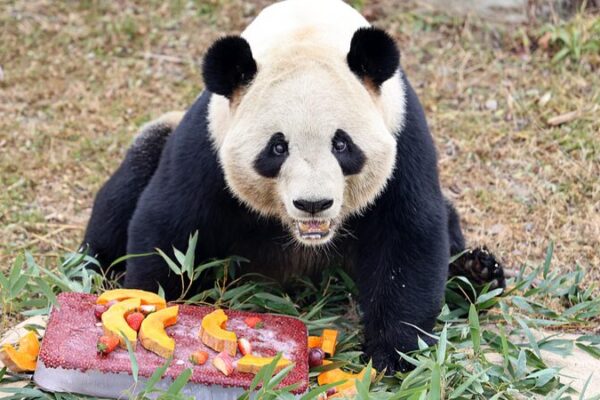 Animals at Nantong Safari Park Feast in Laba Festival Celebration Animals at Nantong Safari Park Feast in Laba Festival Celebration