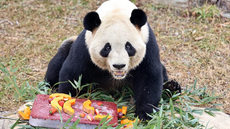 Animals_at_Nantong_Safari_Park_Feast_in_Laba_Festival_Celebration - Khabar Asia Animals at Nantong Safari Park Feast in Laba Festival Celebration