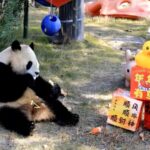 Animals_at_Shanghai_Wild_Animal_Park_Enjoy_Customized_New_Year_Feasts video poster