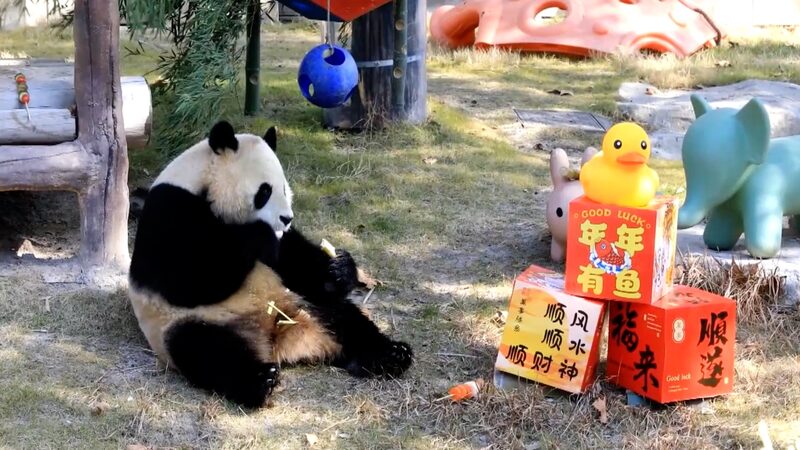 Animals_at_Shanghai_Wild_Animal_Park_Enjoy_Customized_New_Year_Feasts_poster - Khabar Asia Animals_at_Shanghai_Wild_Animal_Park_Enjoy_Customized_New_Year_Feasts video poster