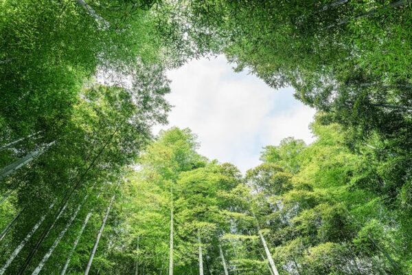 Anji County Turns Bamboo into Gold: China’s Green Transformation Anji_County_Turns_Bamboo_into_Gold__China_s_Green_Transformation video poster