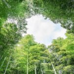 Anji_County_Turns_Bamboo_into__Green_Gold__for_China_s_Sustainable_Development