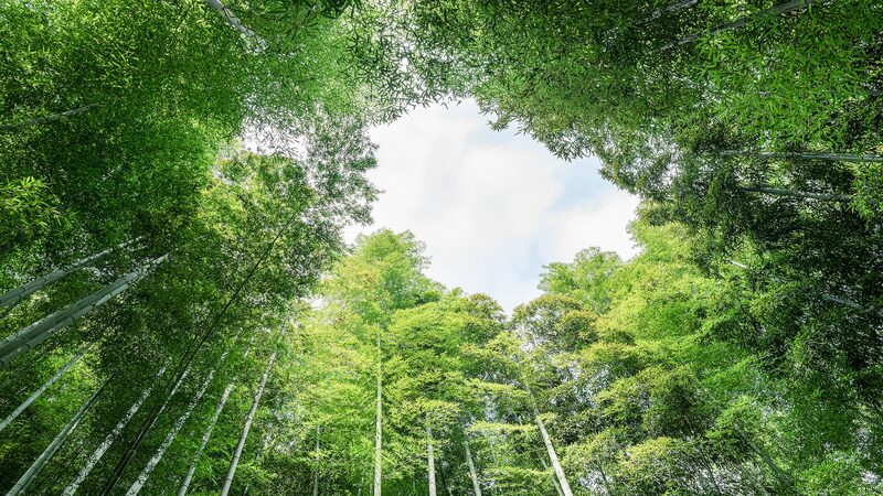 Anji_County_Turns_Bamboo_into__Green_Gold__for_China_s_Sustainable_Development - Khabar Asia Anji_County_Turns_Bamboo_into__Green_Gold__for_China_s_Sustainable_Development