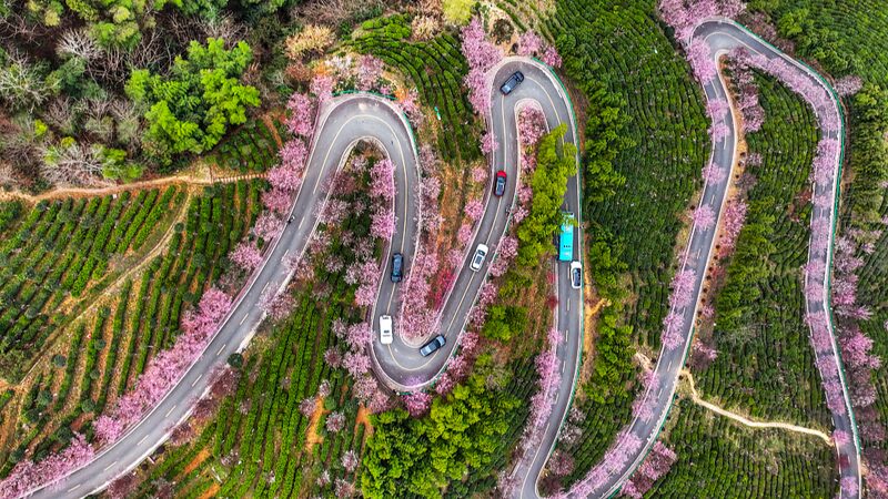 Ankangs_Zig-Zag_Road_Draws_Visitors_with_Springtime_Blossoms - Khabar Asia Ankang's Zig-Zag Road Draws Visitors with Springtime Blossoms