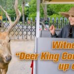 Annual 'Deer King Contest' Showcases Milu Deer's Majesty in Jiangsu's Dafeng Reserve video poster