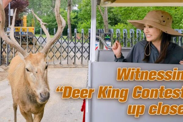 Annual ‘Deer King Contest’ Showcases Milu Deer’s Majesty in Jiangsu’s Dafeng Reserve Annual 'Deer King Contest' Showcases Milu Deer's Majesty in Jiangsu's Dafeng Reserve video poster