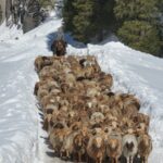 Annual Livestock Migration Underway in Xinjiang's Ili Prefecture video poster