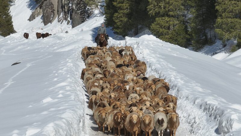 Annual_Livestock_Migration_Underway_in_Xinjiangs_Ili_Prefecture_poster - Khabar Asia Annual Livestock Migration Underway in Xinjiang's Ili Prefecture video poster