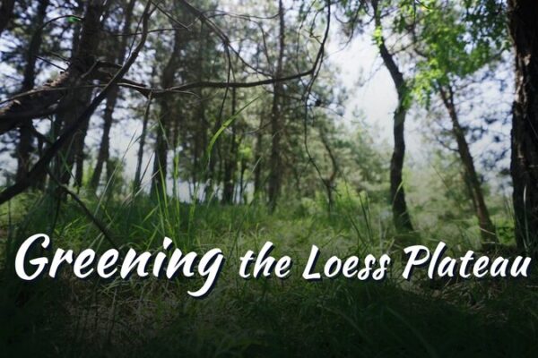 Apples Revitalize China’s Loess Plateau: From Barren Lands to Prosperous Orchards Apples Revitalize China's Loess Plateau: From Barren Lands to Prosperous Orchards video poster