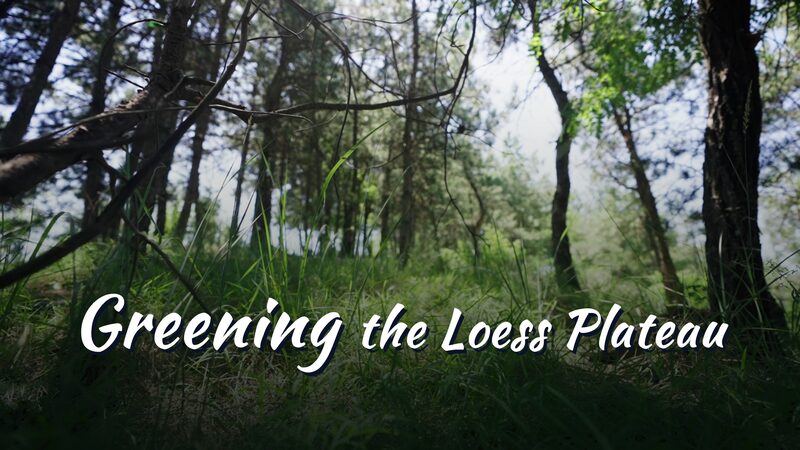 Apples Revitalize China's Loess Plateau: From Barren Lands to Prosperous Orchards video poster