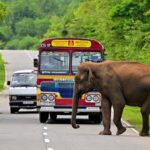 Approximately_50_Wild_Elephants_Electrocuted_in_Sri_Lanka_This_Year