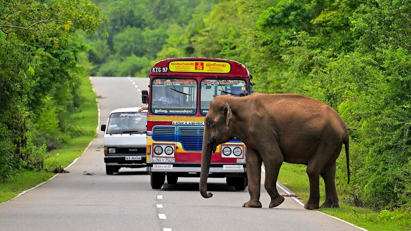 Approximately_50_Wild_Elephants_Electrocuted_in_Sri_Lanka_This_Year
