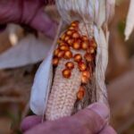 Argentinas_Breakthrough_in_Leafhopper_Genome_Sequencing_Offers_Hope_for_Asian_Crops - Khabar Asia Argentina's Breakthrough in Leafhopper Genome Sequencing Offers Hope for Asian Crops