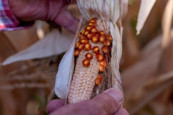 Argentina’s Breakthrough in Leafhopper Genome Sequencing Offers Hope for Asian Crops Argentina's Breakthrough in Leafhopper Genome Sequencing Offers Hope for Asian Crops