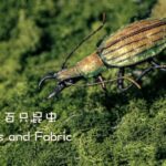 Artist Lin Rongsheng Captures Insect Mysteries Through Fabric Sculptures video poster