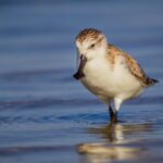 Asia_Pacific_Unites_to_Protect_Endangered_Species__From_Birds_to_Tigers