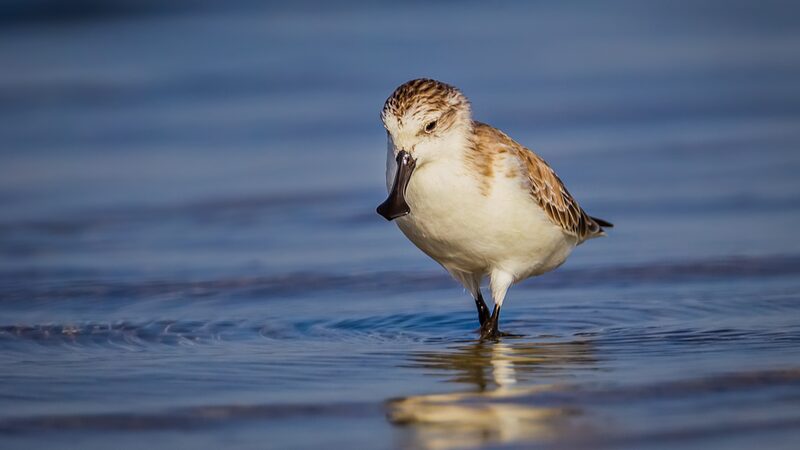 Asia_Pacific_Unites_to_Protect_Endangered_Species__From_Birds_to_Tigers - Khabar Asia Asia_Pacific_Unites_to_Protect_Endangered_Species__From_Birds_to_Tigers