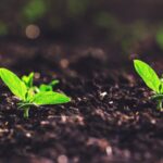 Asia Unites on World Environment Day 2024: Restoring Land for a Sustainable Future