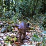 Asian Golden Cat Spotted at Record Altitude in Yarlung Zangbo Grand Canyon