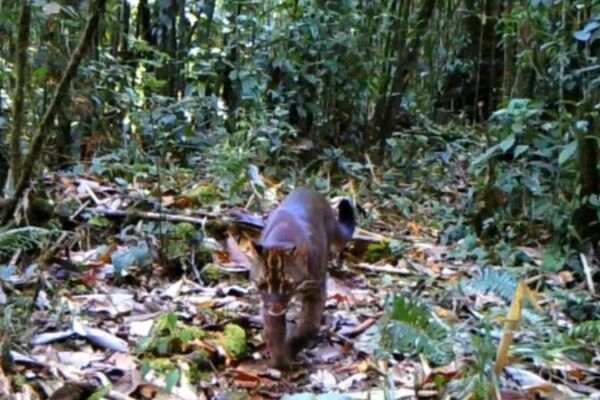 Asian Golden Cat Spotted at Record Altitude in Yarlung Zangbo Grand Canyon Asian Golden Cat Spotted at Record Altitude in Yarlung Zangbo Grand Canyon