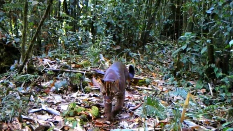 Asian_Golden_Cat_Spotted_at_Record_Altitude_in_Yarlung_Zangbo_Grand_Canyon - Khabar Asia Asian Golden Cat Spotted at Record Altitude in Yarlung Zangbo Grand Canyon