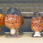 Asia's Largest Wildlife Seed Bank Preserves Over 11,000 Plant Species