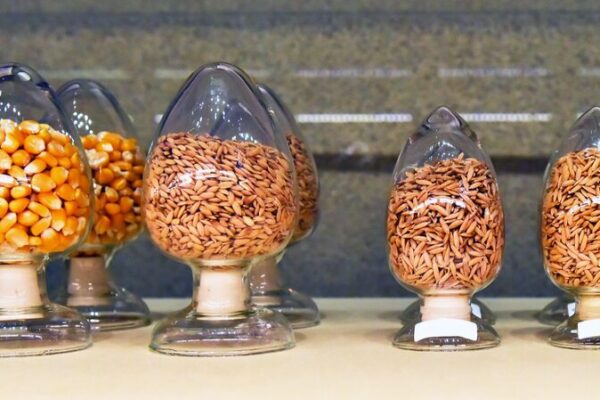 Asia's Largest Wildlife Seed Bank Preserves Over 11,000 Plant Species