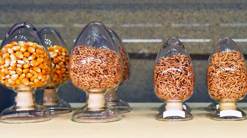 Asias_Largest_Wildlife_Seed_Bank_Preserves_Over_11000_Plant_Species - Khabar Asia Asia's Largest Wildlife Seed Bank Preserves Over 11,000 Plant Species