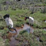 Atop the World: Tibetan Photographer Captures Life of Black-Necked Cranes video poster