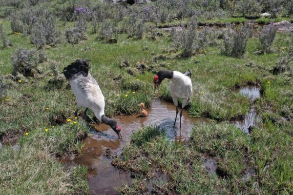 Atop the World: Tibetan Photographer Captures Life of Black-Necked Cranes video poster