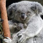 Australia_Calls_on_Citizens_to_Help_Count_Iconic_Koalas