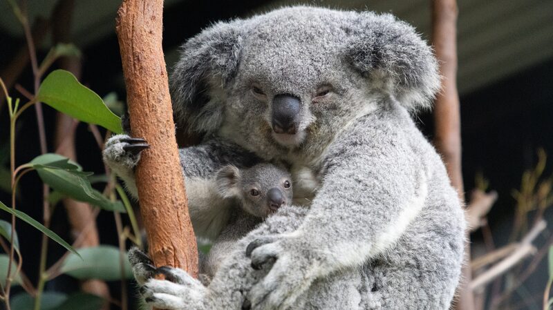 Australia_Calls_on_Citizens_to_Help_Count_Iconic_Koalas