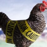 Australian_Experts_Warn_of_Unprecedented_Triple_Avian_Influenza_Threat