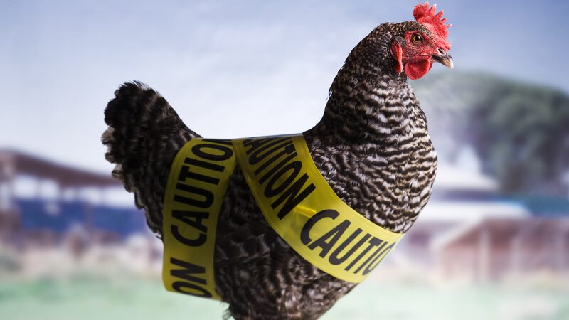 Australian_Experts_Warn_of_Unprecedented_Triple_Avian_Influenza_Threat