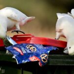 Australian_Scientists_Pioneer_Satellite_Detection_of_Beach_Plastic_Waste