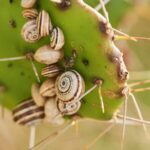 Australian_Study_Finds_Invasive_Snails_Attracted_to_Red__Repelled_by_Garlic