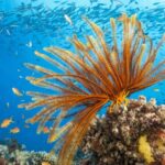 Australian_Study_Warns_Global_Decline_of_Older_Animals_Due_to_Human_Activity