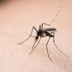 Automated_Device_Revolutionizes_Mosquito_Borne_Disease_Control