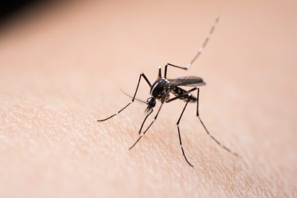Automated Device Revolutionizes Mosquito-Borne Disease Control Automated_Device_Revolutionizes_Mosquito_Borne_Disease_Control