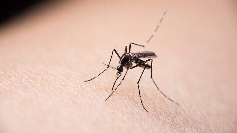 Automated_Device_Revolutionizes_Mosquito_Borne_Disease_Control - Khabar Asia Automated_Device_Revolutionizes_Mosquito_Borne_Disease_Control