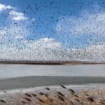 Autumn Spectacle: Migratory Birds Flock to China's Yellow River Delta video poster