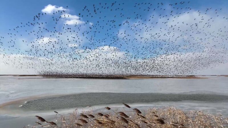 Autumn_Spectacle_Migratory_Birds_Flock_to_Chinas_Yellow_River_Delta_poster - Khabar Asia Autumn Spectacle: Migratory Birds Flock to China's Yellow River Delta video poster