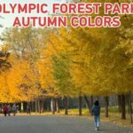 Autumn_Splendor__Golden_Foliage_Transforms_Beijing_s_Olympic_Forest_Park video poster